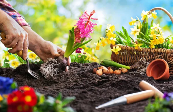 Plantación de flores de primavera en el jardín — Foto de Stock