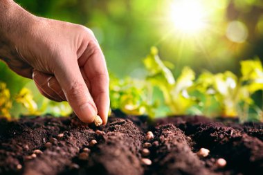 Farmer planting seeds in soil clipart