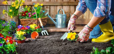 Planting flowers in sunny garden clipart