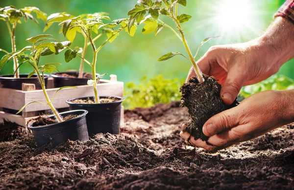 Agricultor plantando mudas de tomate no jardim orgânico — Fotografia de Stock