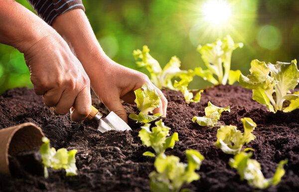 Farmer planting young seedlings of lettuce salad 