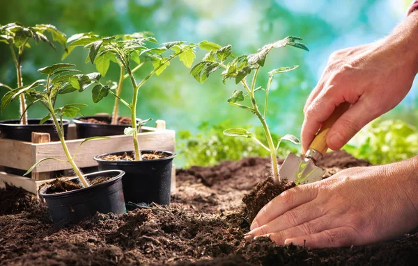 Agricultor plantación de tomates plántulas en jardín orgánico — Foto de Stock