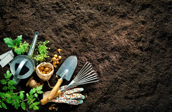 Herramientas de jardinería y plántulas en el suelo — Foto de Stock