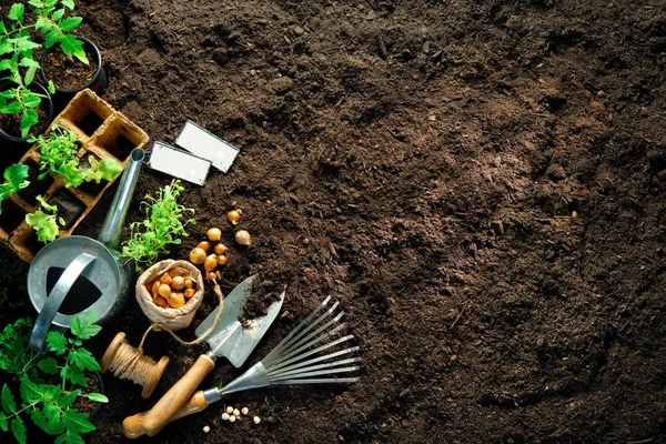 Gardening tools and seedlings on soil — Stock Photo, Image