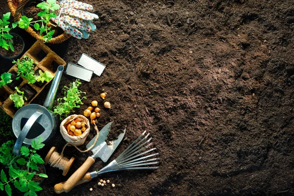 Садовые инструменты и саженцы на почве — стоковое фото
