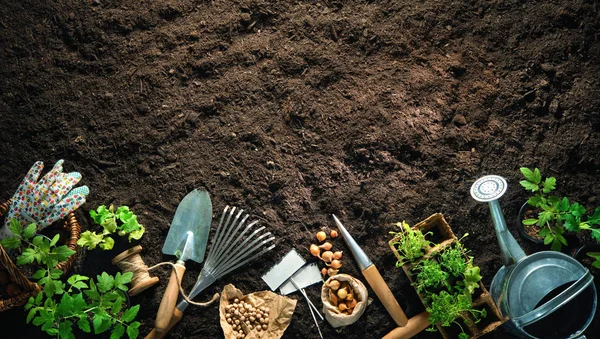 Gardening tools and seedlings on soil — Stock Photo, Image