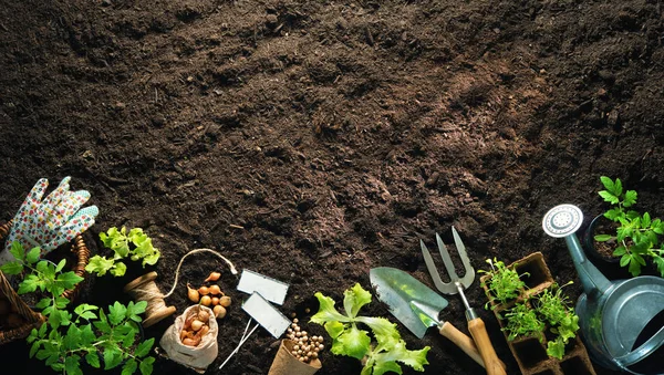 Gardening tools and seedlings on soil — Stock Photo, Image