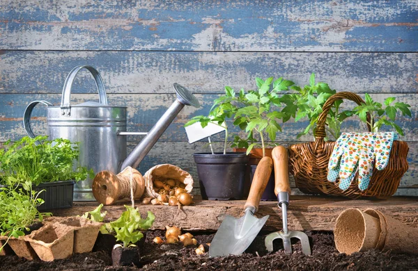 Piantine di lattuga e pomodori con attrezzi da giardinaggio al ba — Foto Stock