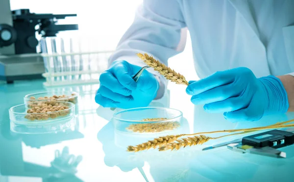 Researcher analyzing agricultural grains and legumes in the labo — Stock Photo, Image