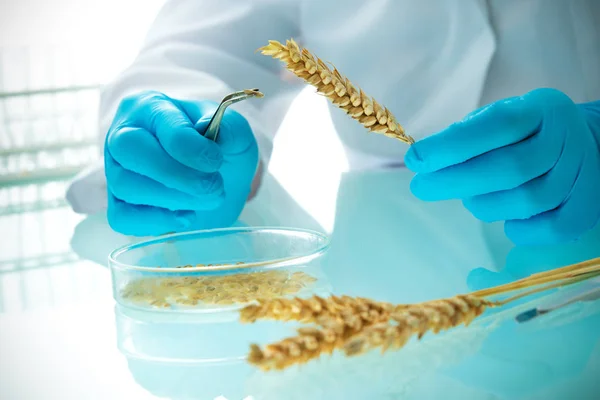 Researcher analyzing agricultural grains and legumes in the labo — Stock Photo, Image