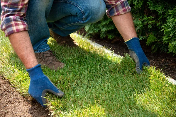 Bahçeye çim rulo montajı