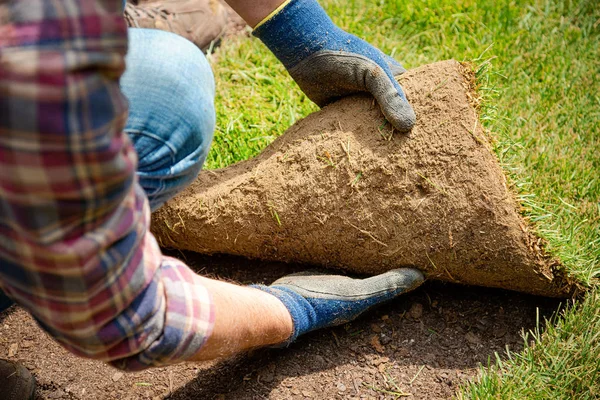 Rollrasen im Garten installieren — Stockfoto