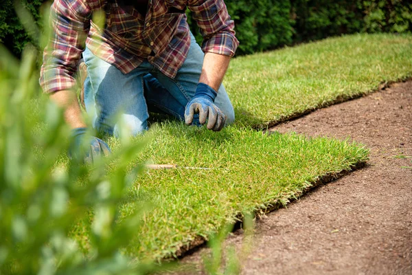 Installazione di rotoli di tappeto erboso in giardino — Foto Stock