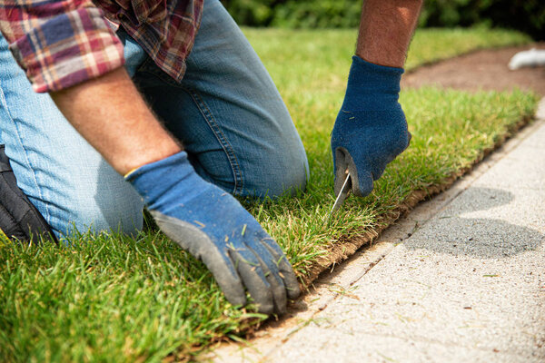 Человек кладет травяные рулоны для нового газона сада
