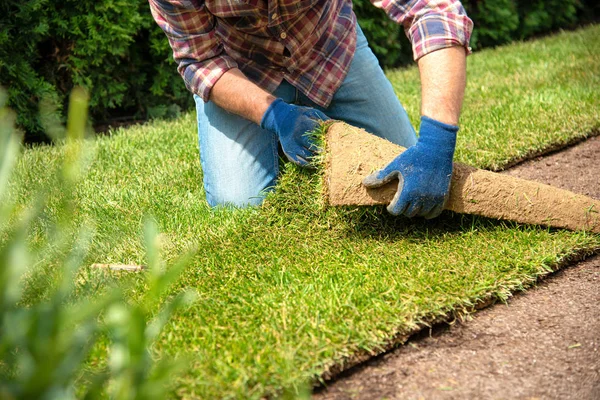 Installing turf rolls in the garden Stock Photo