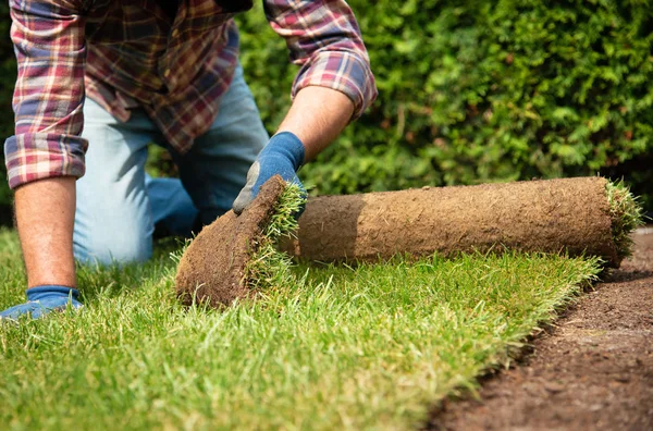 Installing turf rolls in the garden Stock Picture