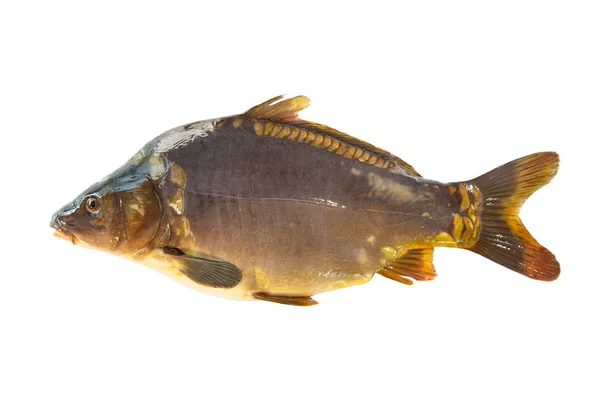 Big mirror carp isolated on white background — Stock Photo, Image