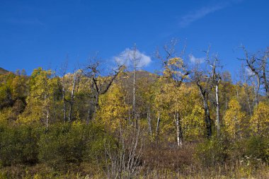  Alaska doğa, dağların sonbahar