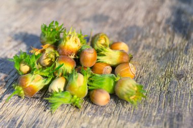 Tahta masada yeşil fındıklar, sonbahar fındık hasadı