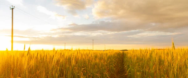 Wheatfield de cor dourada no pôr do sol. Pôr do sol dourado sobre o campo de trigo. Formato banner. — Fotografia de Stock