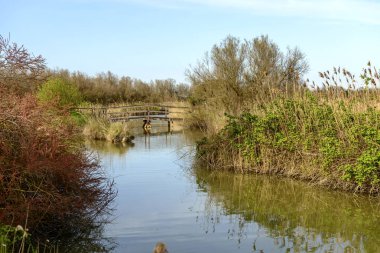 Lagün Manzaralı geziyoluna, ahşap köprü vurdu içinde parlak bahar güneşi ışık doğa oasis, Cannavie, borçluluk, Ferrara, İtalya