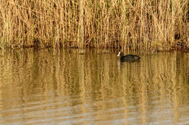 coot, lagün, sazlık dışında yüzen vurdu içinde parlak bahar güneşi ışık doğa oasis, Cannavie, borçluluk, Ferrara, İtalya