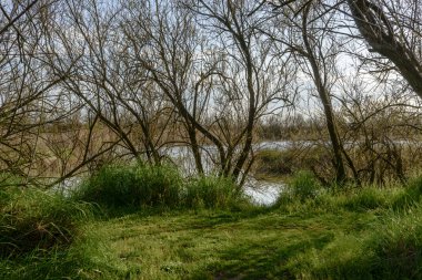 lagün, pastoral manzara rahatlatıcı vurdu içinde parlak bahar güneşi ışık doğa oasis, Cannavie, borçluluk, Ferrara, İtalya
