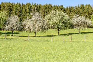 parlak vurulmuş çiçek açması organik meyve ağaçları kırsalında, satýr Rottweil, Baden Wuttenberg, Almanya ışık bahar