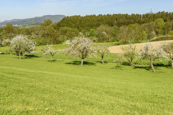 Macieiras Florescentes Verde Primavera Campo Montanhoso Filmado Luz Brilhante Primavera — Fotografia de Stock