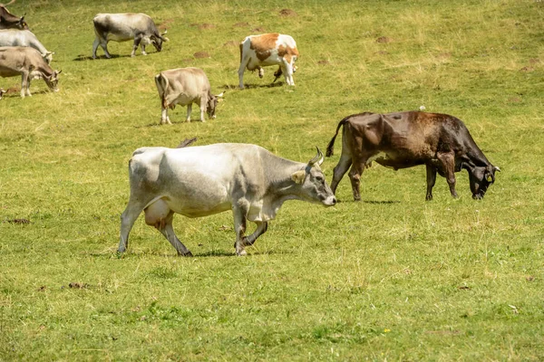 Manada Vacas Grama Verde Pasto Alpino Filmado Luz Verão Brilhante — Fotografia de Stock