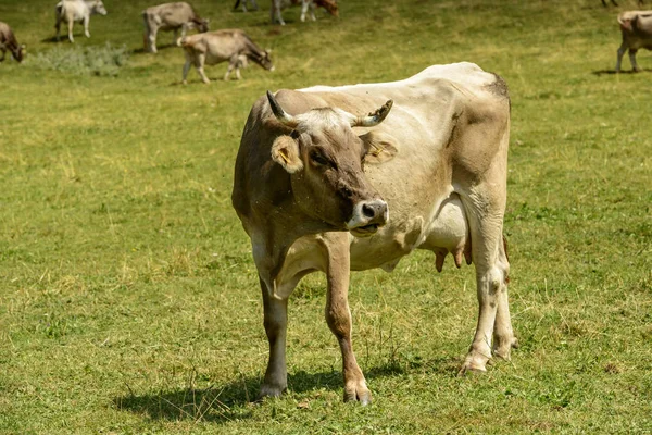 Kuh Flüchtet Mit Quälerei Auf Das Grüne Gras Der Alm — Stockfoto