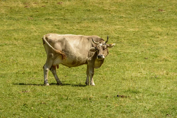 Vaca Grama Verde Pasto Alpino Tiro Luz Verão Brilhante Cainallo — Fotografia de Stock