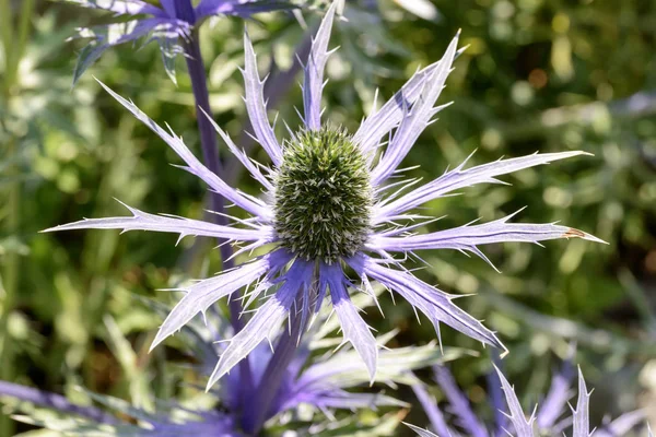 Eryingium Alpinum Çiçek Salkım Gressoney Saint Jean Adlı Bir Parlak — Stok fotoğraf