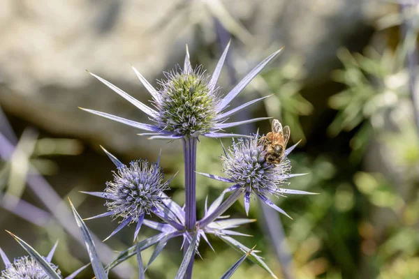 arı Eryingium Alpinum çiçekler, Gressoney Saint Jean adlı bir parlak yaz gününde vurdu tozlaşmayı Lys Vadisi, Aosta, Ital