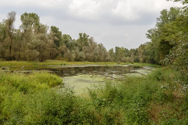 Краєвид Стариця Тічіно Від Річки Вистрілив Світлі Дощ Осінній День — стокове фото