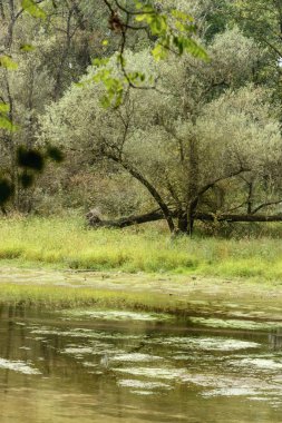 yemyeşil bitki örtüsü Ticino shore nehir oxbow Gölü üzerinde atış bulutlu aydınlık çevre Bernate, Milan, Lombardiya, İtalya Ticino park günde düşmek.
