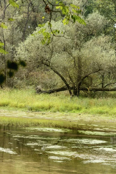 Üppige Vegetation Ufer Des Ticino Flusses Oxbow Lake Aufgenommen Einem — Stockfoto