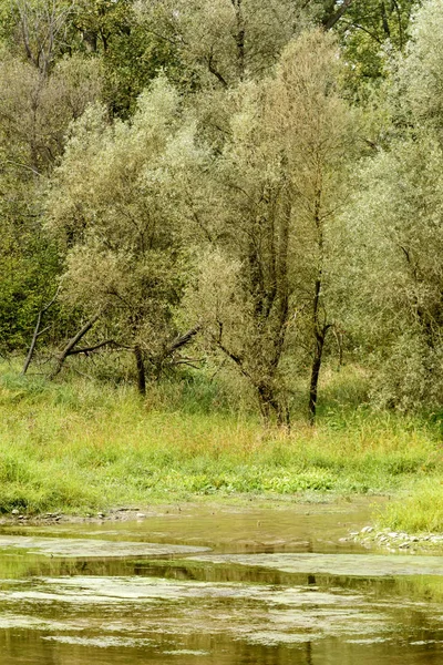 Bomen Weelderige Vegetatie Oever Van Ticino Rivier Hoefijzermeer Schot Een — Stockfoto