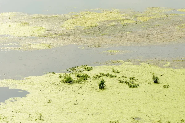 Vegetação Cresce Algas Águas Rasas Claras Lago Ticino Rio Oxbow — Fotografia de Stock