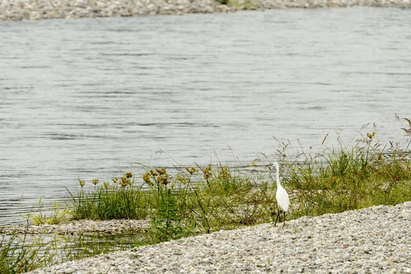 White Heron Shingle Shore Ticino River Shot Bright Fall Light — Stock Photo, Image