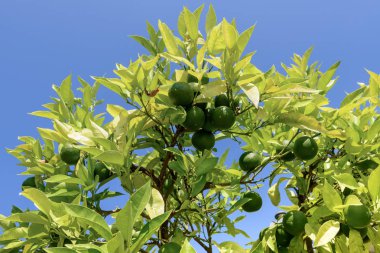 ayrıntı Garda Gölü, parlak vurulmuş turistik Köyü'nde göl tarafında ağaç üzerinde yeşil limon düşmek Gargnano, Brescia, Ital ışık