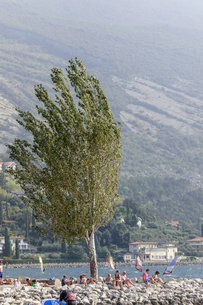 Torbole Italien September Wind Bows Tree Ashore While Windsurf Enthusiasten — Stockfoto