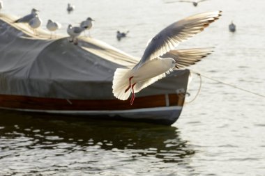 ustaca Verbano göl suları, parlak kış ışık vurdu Angera, Verbano, Varese, Lombardiya, Ital güneş ışığı altında uçan martı