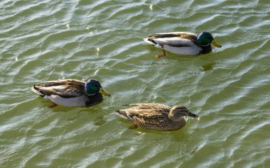 iki erkek havuzumda ve Verbano gölünün suları üzerinde kadın bir atış parlak kış hafif Angera, Verbano, Varese, Lombardiya, Ital