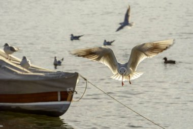 ustaca güneş ışığı altında Verbano göl suları, parlak kış ışık vurdu Angera, Verbano, Varese, Lombardiya, Ital üzerinde uçan martı