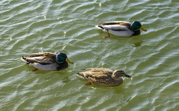iki erkek havuzumda ve Verbano gölünün suları üzerinde kadın bir atış parlak kış hafif Angera, Verbano, Varese, Lombardiya, Ital