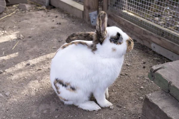 Blotched bunny rabbit resting, Germany — Stock Photo, Image