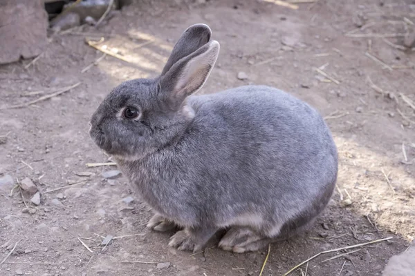 Grey bunny rabbit resting, Germany — Stock Photo, Image