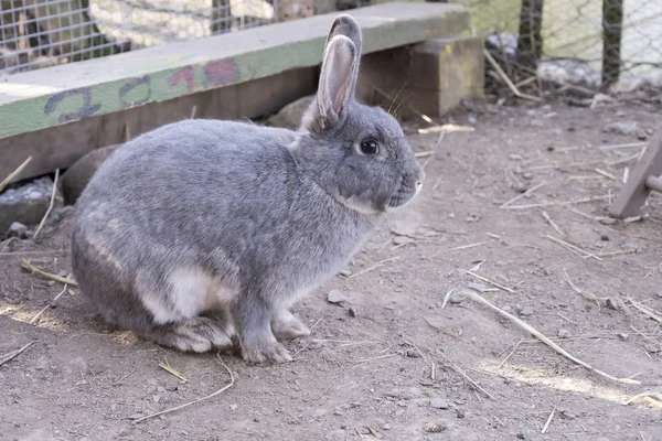 Grey rabbit resting, Germany — Stock Photo, Image