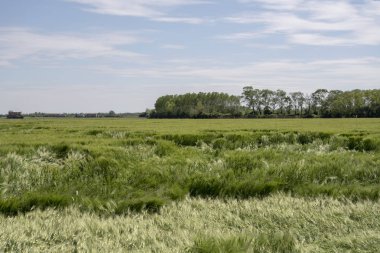 yeşil mısır sivri P yakınındaki ovalarda rüzgar tarafından dalgalar halinde kıpırdandı